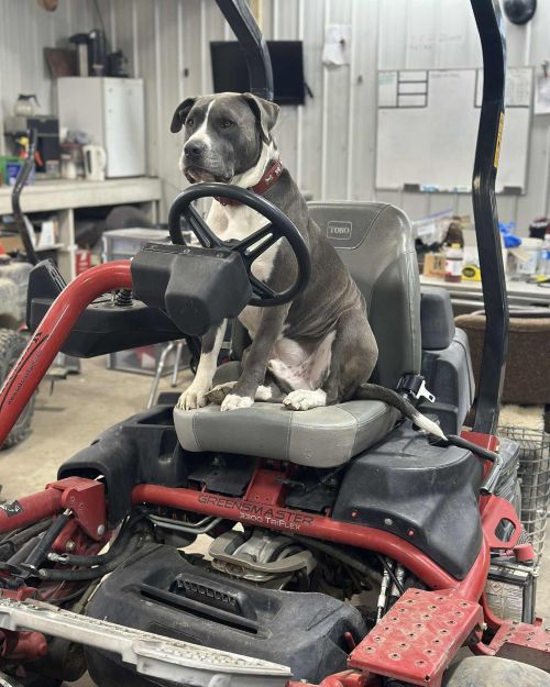 Beaver Dam Golf mascot